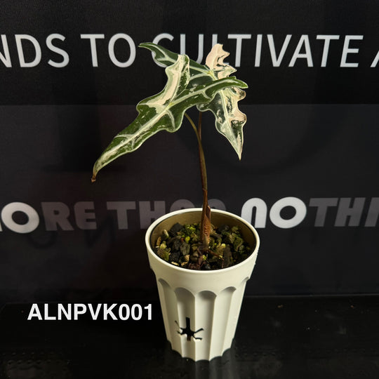 Alocasia【Nobilis】Pink Variegated Type K [ALNPVK]