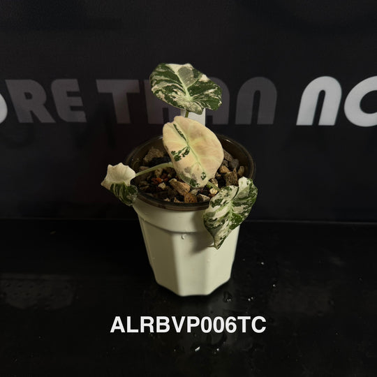 Alocasia Reginula【Black Velvet】Pink Variegated [ALRBVP]