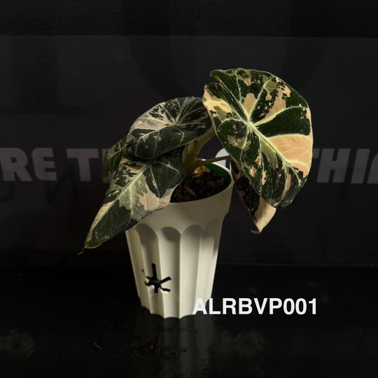 Alocasia Reginula【Black Velvet】Pink Variegated [ALRBVP]