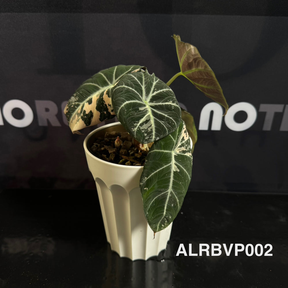 Alocasia Reginula【Black Velvet】Pink Variegated [ALRBVP]