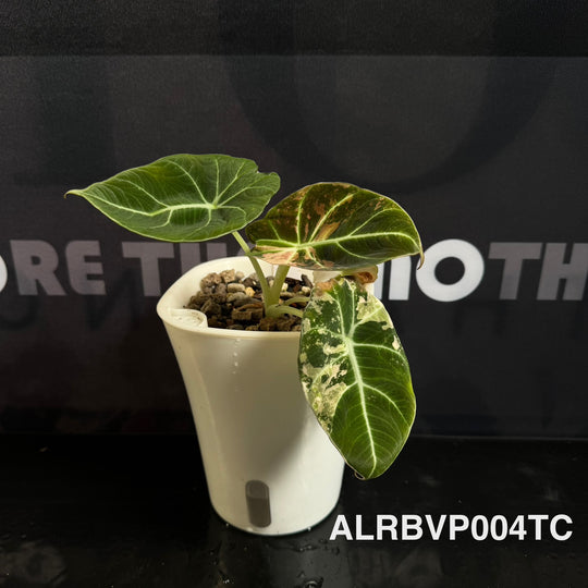 Alocasia Reginula【Black Velvet】Pink Variegated [ALRBVP]