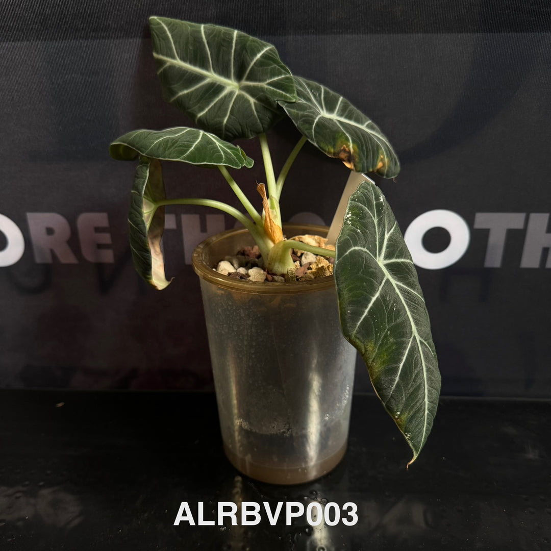 Alocasia Reginula【Black Velvet】Pink Variegated [ALRBVP]