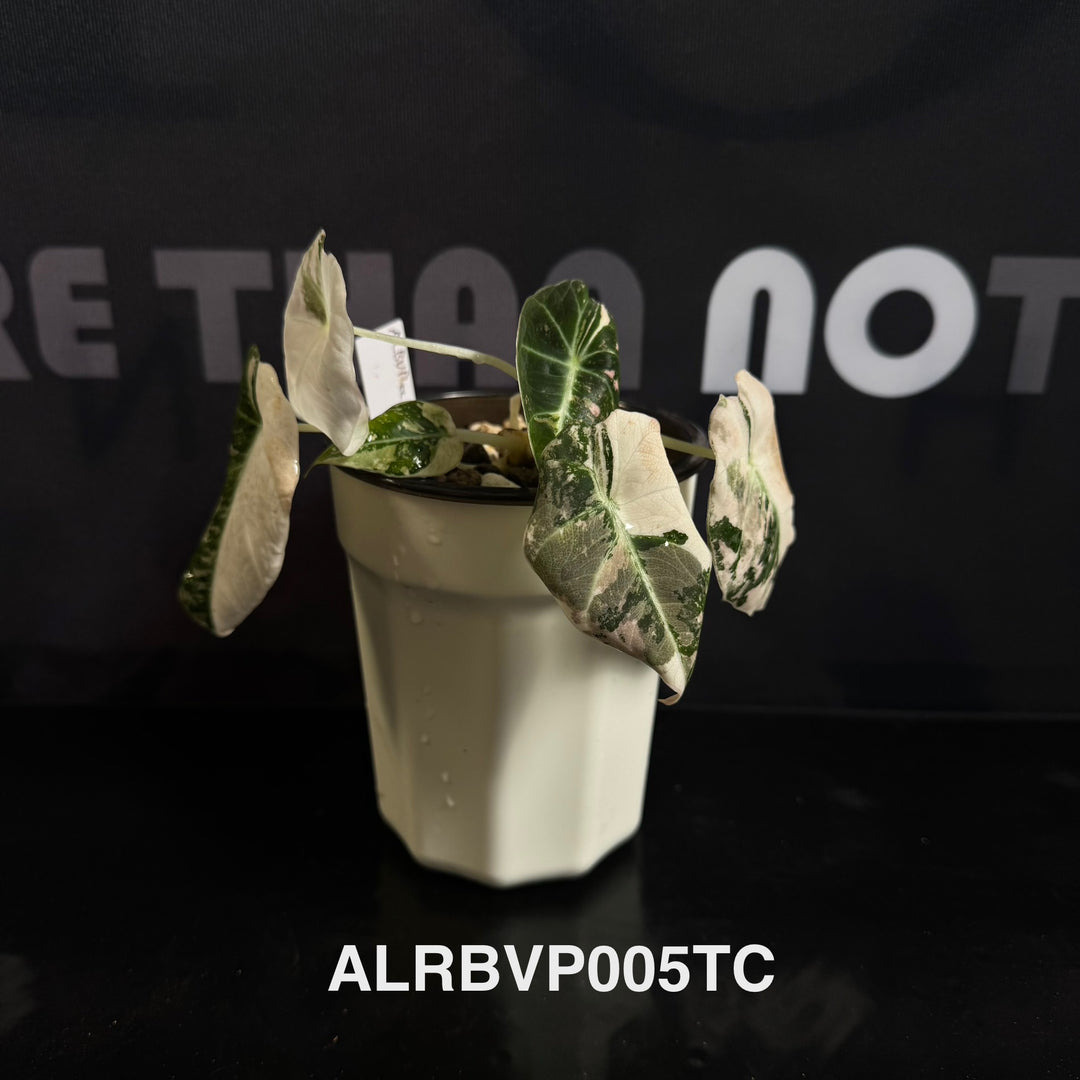 Alocasia Reginula【Black Velvet】Pink Variegated [ALRBVP]