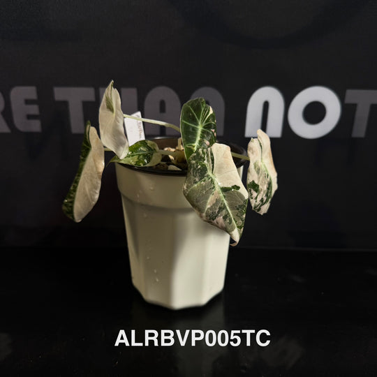 Alocasia Reginula【Black Velvet】Pink Variegated [ALRBVP]