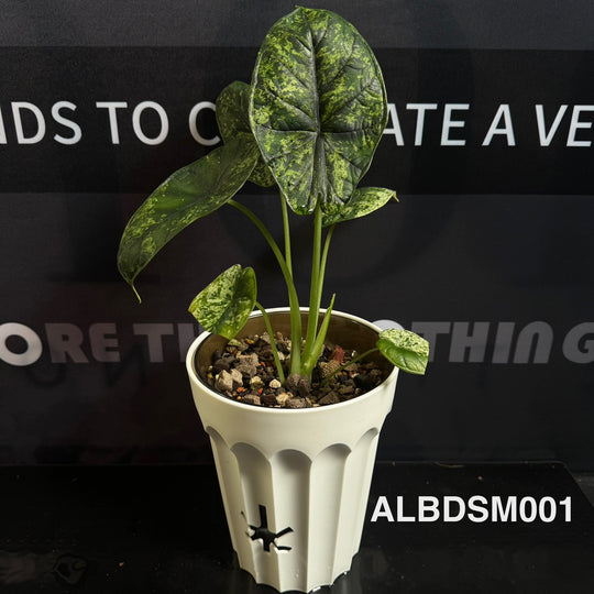 Alocasia Baginda【Dragon Scale】Mint Variegated [ALBDSM]