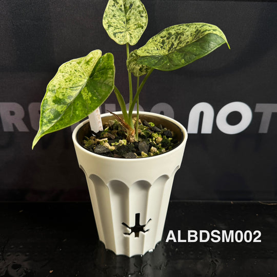 Alocasia Baginda【Dragon Scale】Mint Variegated [ALBDSM]