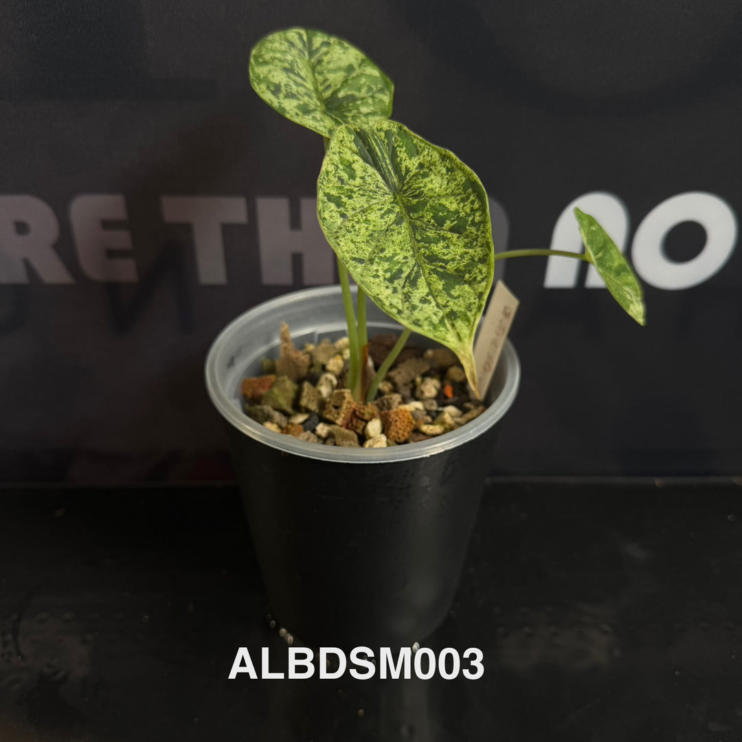 Alocasia Baginda【Dragon Scale】Mint Variegated [ALBDSM]