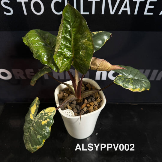 Alocasia Sarawakensis【Yucatan Princess】Pink Variegated【尤卡坦粉公主】 [ALSYPPV]