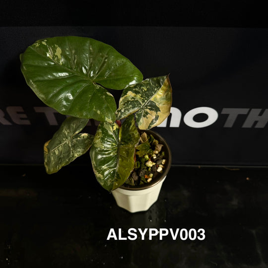 Alocasia Sarawakensis【Yucatan Princess】Pink Variegated【尤卡坦粉公主】 [ALSYPPV]
