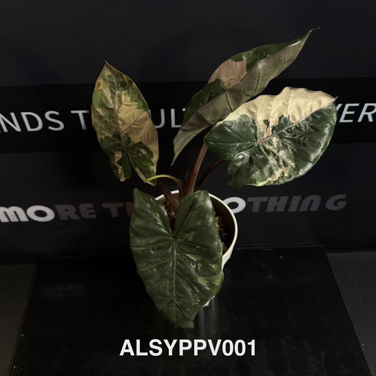 Alocasia Sarawakensis【Yucatan Princess】Pink Variegated【尤卡坦粉公主】 [ALSYPPV]