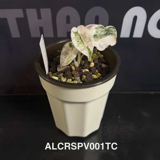 Alocasia Cuprea【Red Secret】Pink Variegated [ALCRSPV]