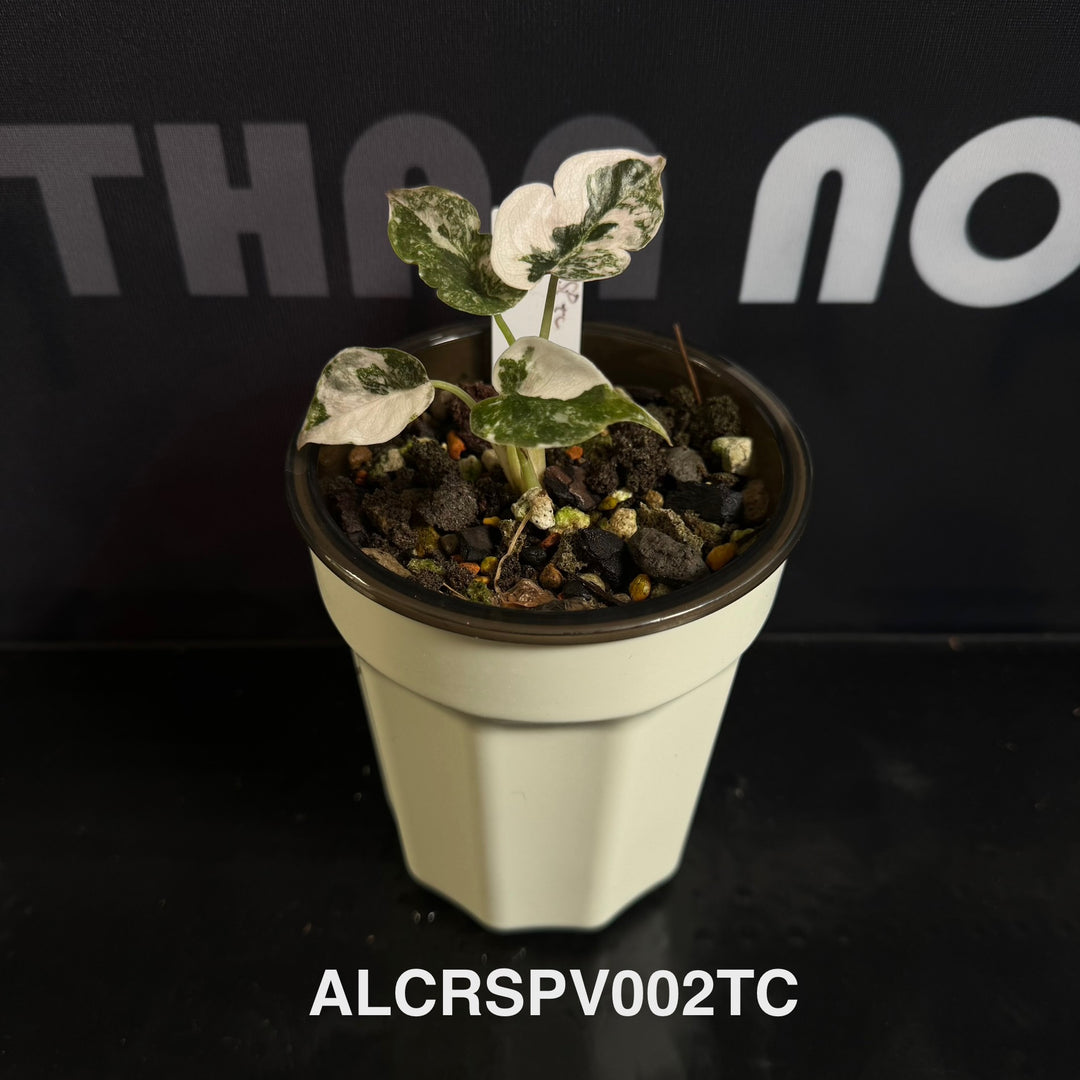 Alocasia Cuprea【Red Secret】Pink Variegated [ALCRSPV]