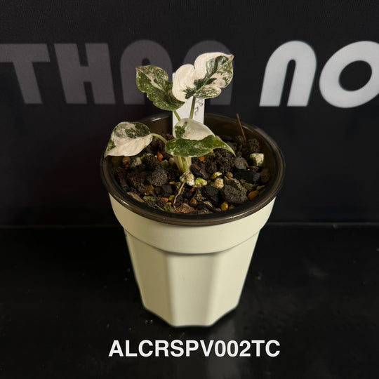 Alocasia Cuprea【Red Secret】Pink Variegated [ALCRSPV]