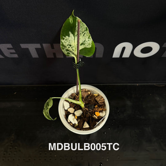 Monstera Deliciosa 【Bulbasaur】【妙蛙种子】[MDBULB]