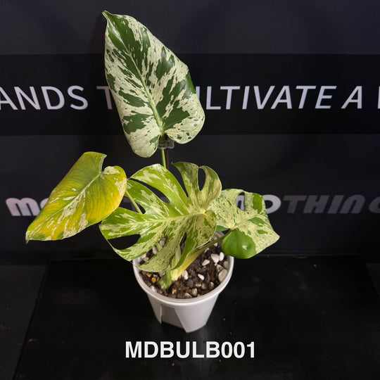Monstera Deliciosa 【Bulbasaur】【妙蛙种子】[MDBULB]