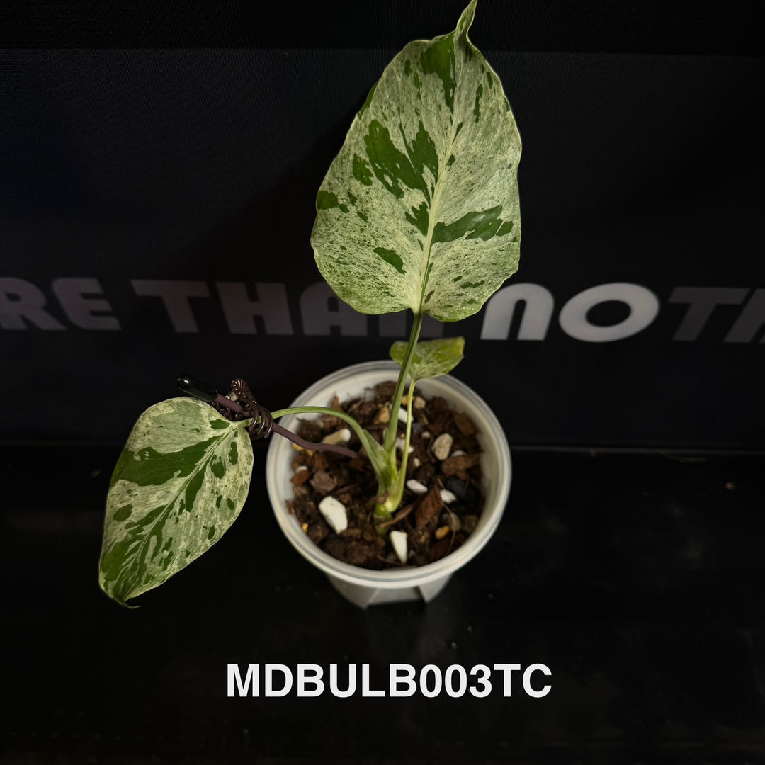 Monstera Deliciosa 【Bulbasaur】【妙蛙种子】[MDBULB]