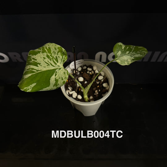 Monstera Deliciosa 【Bulbasaur】【妙蛙种子】[MDBULB]