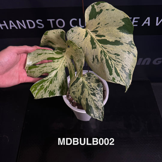 Monstera Deliciosa 【Bulbasaur】【妙蛙种子】[MDBULB]