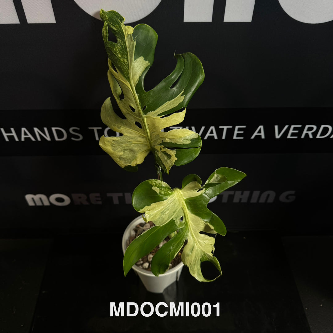Monstera Deliciosa 【Ocean Mint】【海洋薄荷】[MDOCMI]