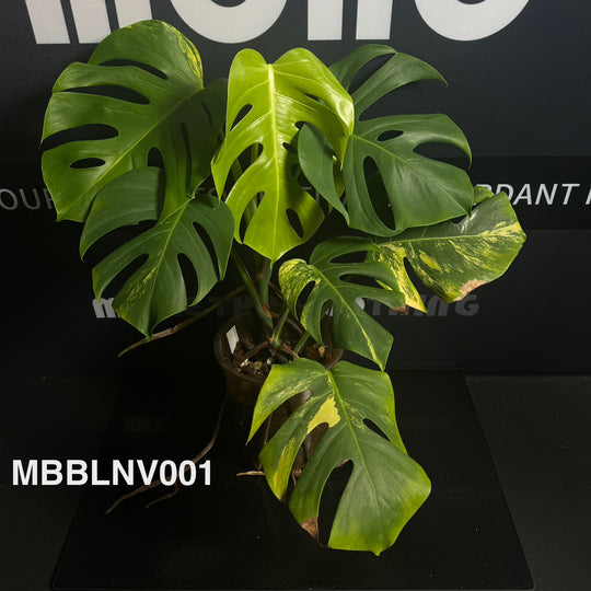 Monstera Borsigiana【Beginner Low/None Variegation】[MBBLNV]