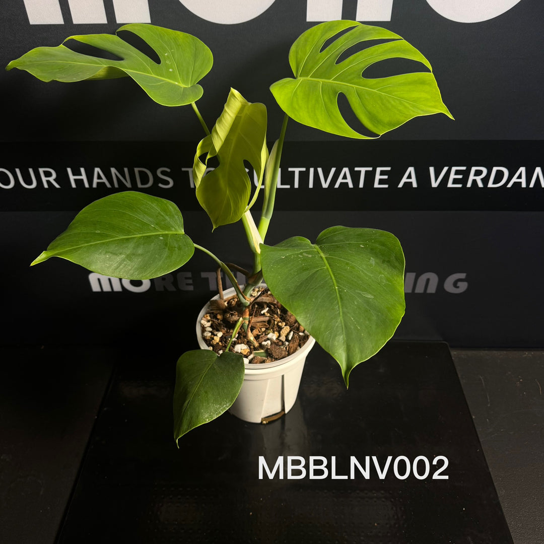 Monstera Borsigiana【Beginner Low/None Variegation】[MBBLNV]