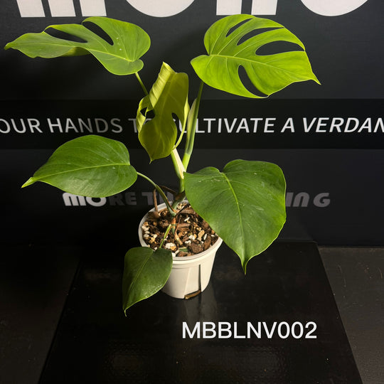 Monstera Borsigiana【Beginner Low/None Variegation】[MBBLNV]
