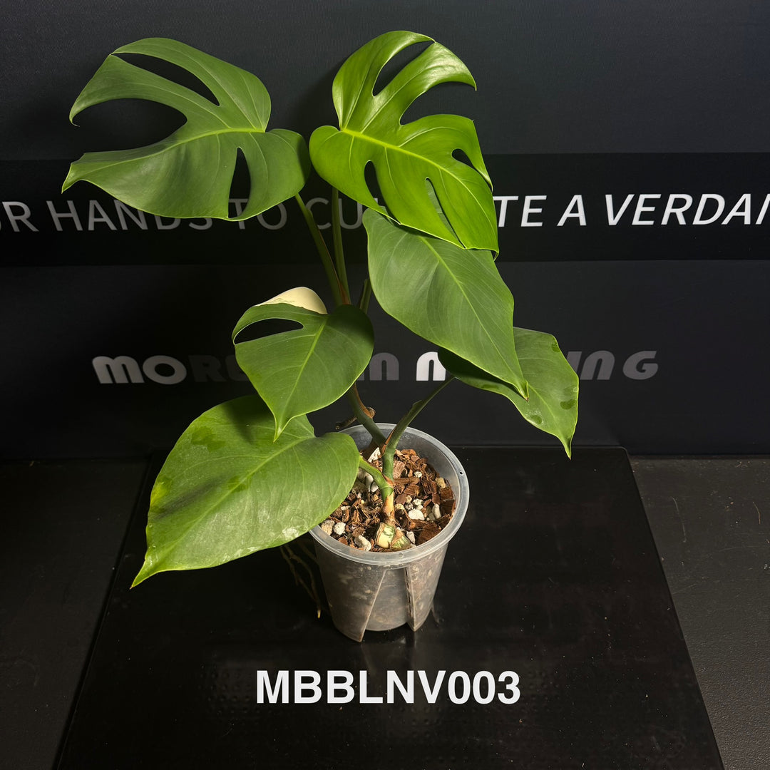 Monstera Borsigiana【Beginner Low/None Variegation】[MBBLNV]