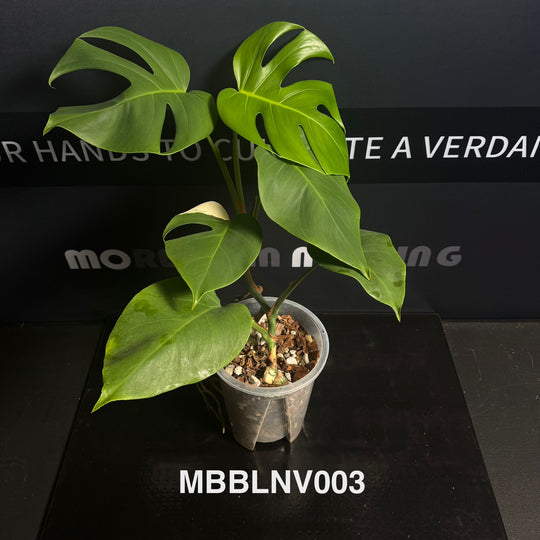 Monstera Borsigiana【Beginner Low/None Variegation】[MBBLNV]