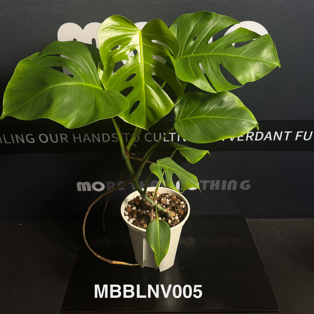 Monstera Borsigiana【Beginner Low/None Variegation】[MBBLNV]
