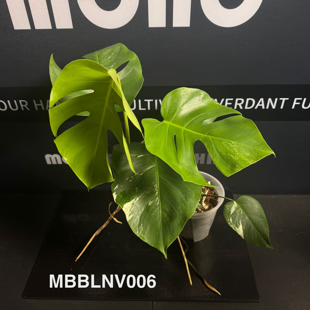 Monstera Borsigiana【Beginner Low/None Variegation】[MBBLNV]