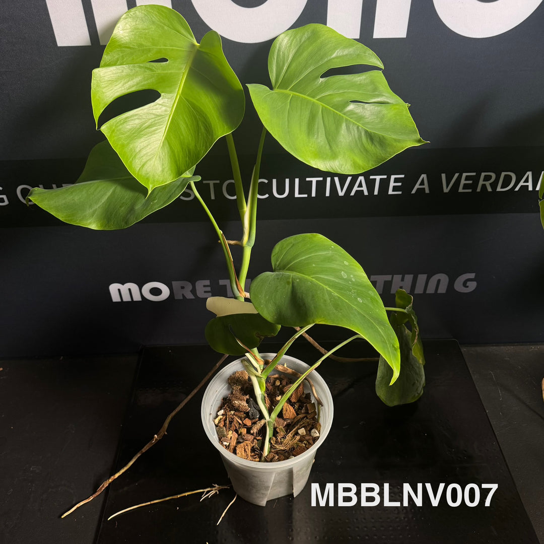 Monstera Borsigiana【Beginner Low/None Variegation】[MBBLNV]