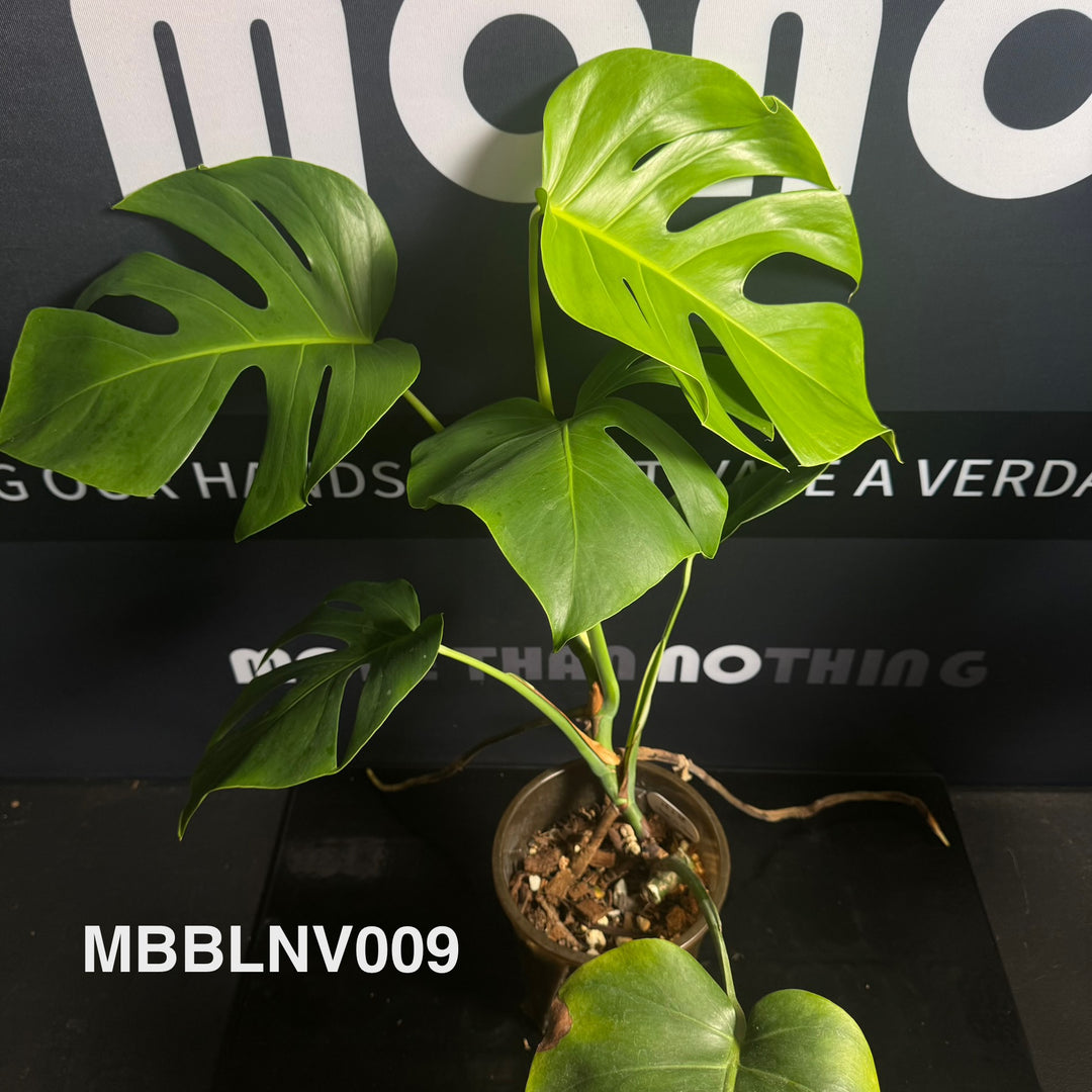 Monstera Borsigiana【Beginner Low/None Variegation】[MBBLNV]