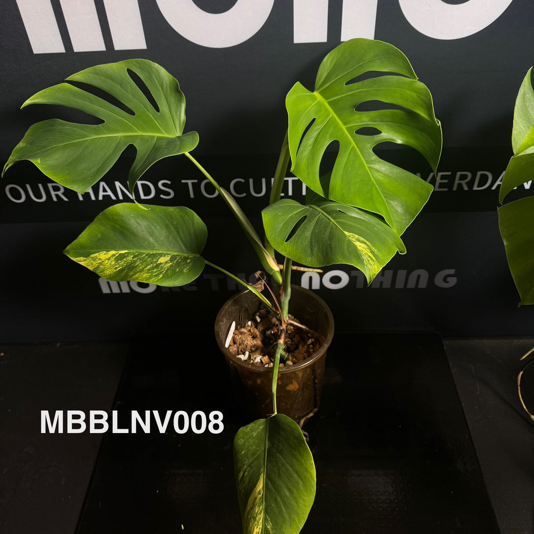Monstera Borsigiana【Beginner Low/None Variegation】[MBBLNV]