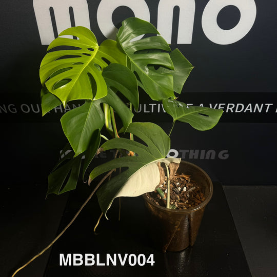 Monstera Borsigiana【Beginner Low/None Variegation】[MBBLNV]