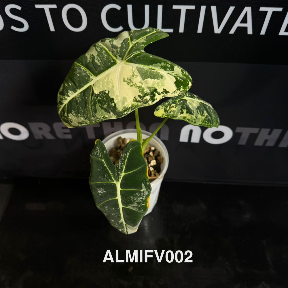 Alocasia Micholitziana【Frydek】Variegated 【白锦绿天鹅】[ALMIFV]