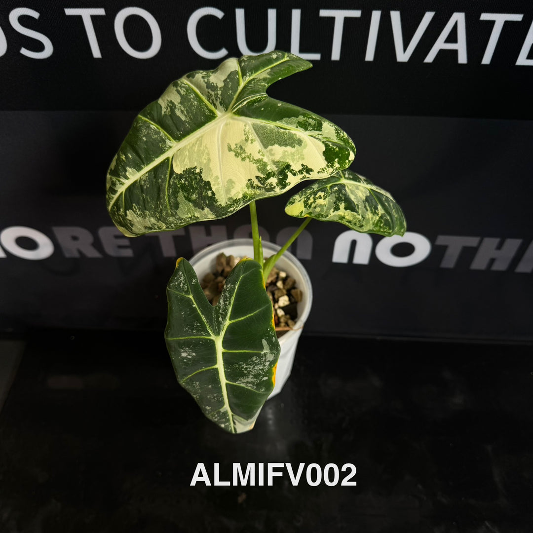 Alocasia Micholitziana【Frydek】Variegated 【白锦绿天鹅】[ALMIFV]