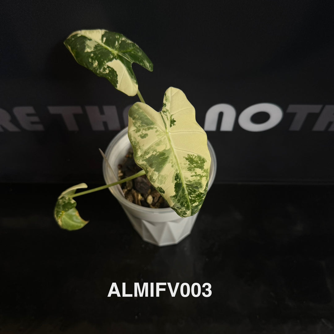 Alocasia Micholitziana【Frydek】Variegated 【白锦绿天鹅】[ALMIFV]
