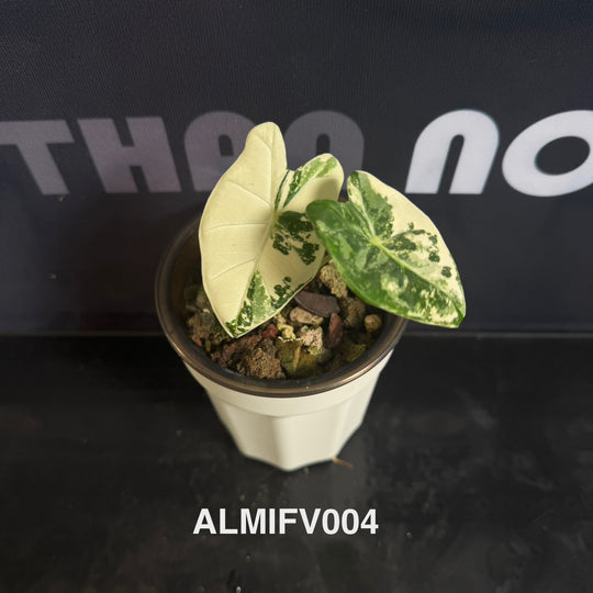 Alocasia Micholitziana【Frydek】Variegated 【白锦绿天鹅】[ALMIFV]
