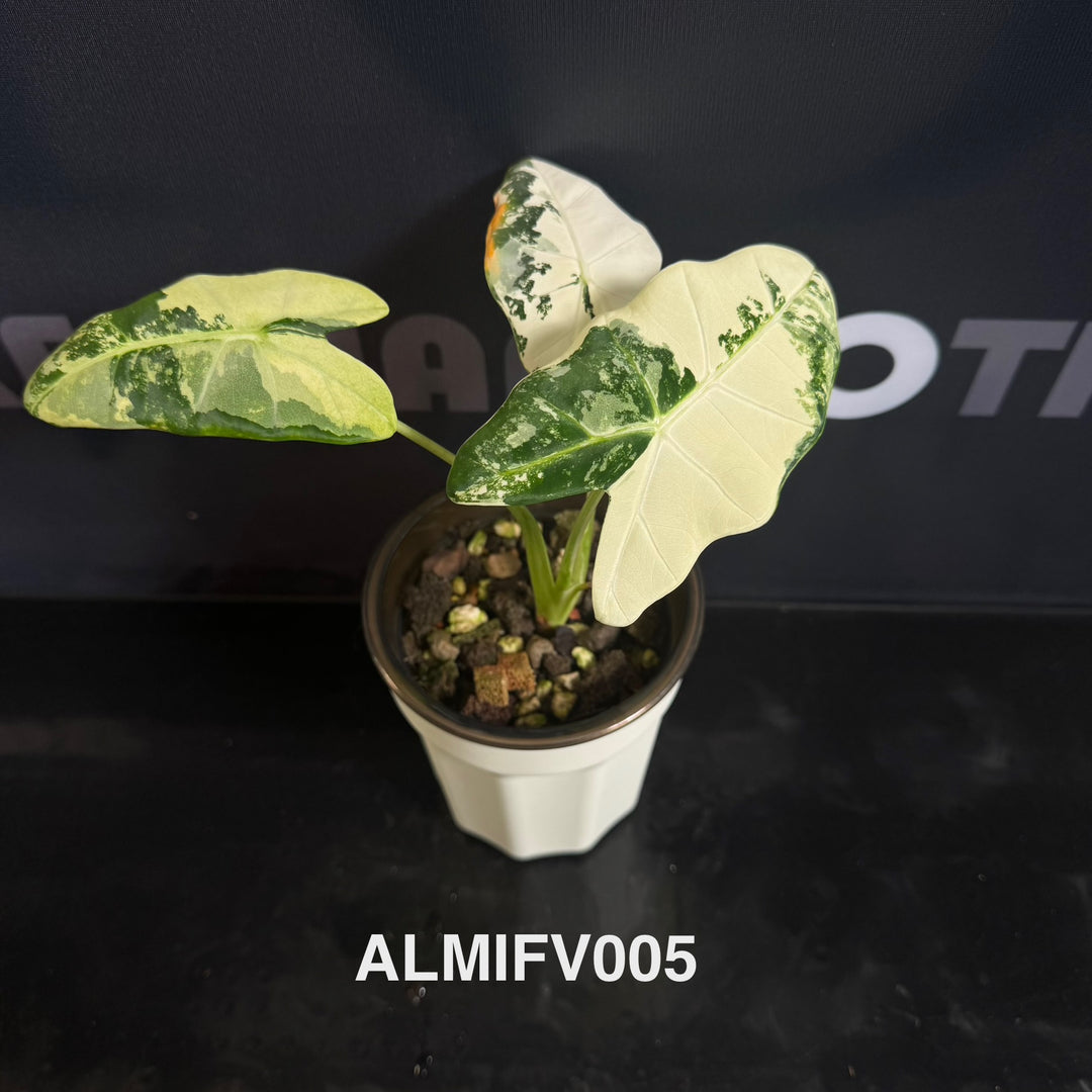 Alocasia Micholitziana【Frydek】Variegated 【白锦绿天鹅】[ALMIFV]