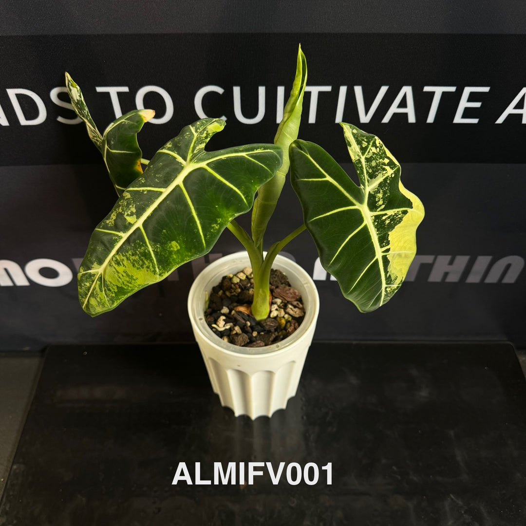 Alocasia Micholitziana【Frydek】Variegated 【白锦绿天鹅】[ALMIFV]