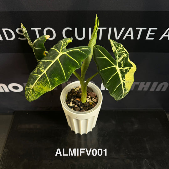 Alocasia Micholitziana【Frydek】Variegated 【白锦绿天鹅】[ALMIFV]