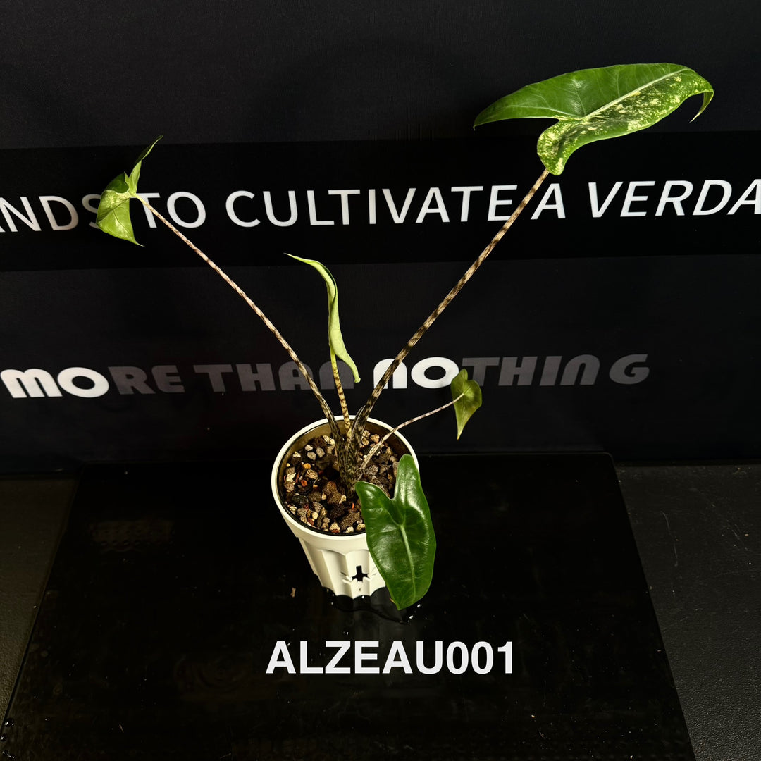 Alocasia 【Zebrina】Aurea Variegated [ALZEAU]