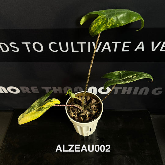 Alocasia 【Zebrina】Aurea Variegated [ALZEAU]