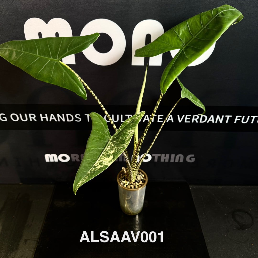 Alocasia 【Sarian】Albo Variegated【萨利安】 [ALSAAV]