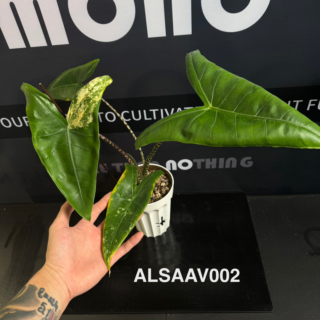 Alocasia 【Sarian】Albo Variegated【萨利安】 [ALSAAV]