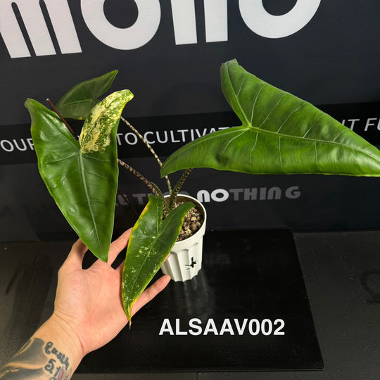 Alocasia 【Sarian】Albo Variegated【萨利安】 [ALSAAV]