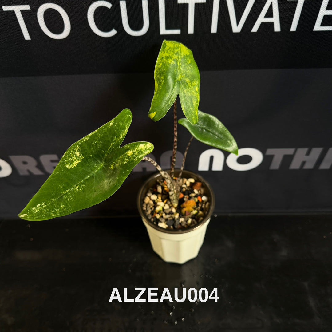 Alocasia 【Zebrina】Aurea Variegated [ALZEAU]