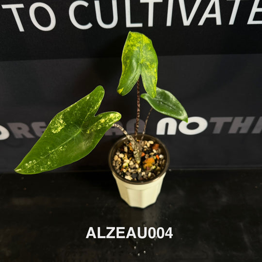 Alocasia 【Zebrina】Aurea Variegated [ALZEAU]