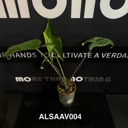 Alocasia 【Sarian】Albo Variegated【萨利安】 [ALSAAV]