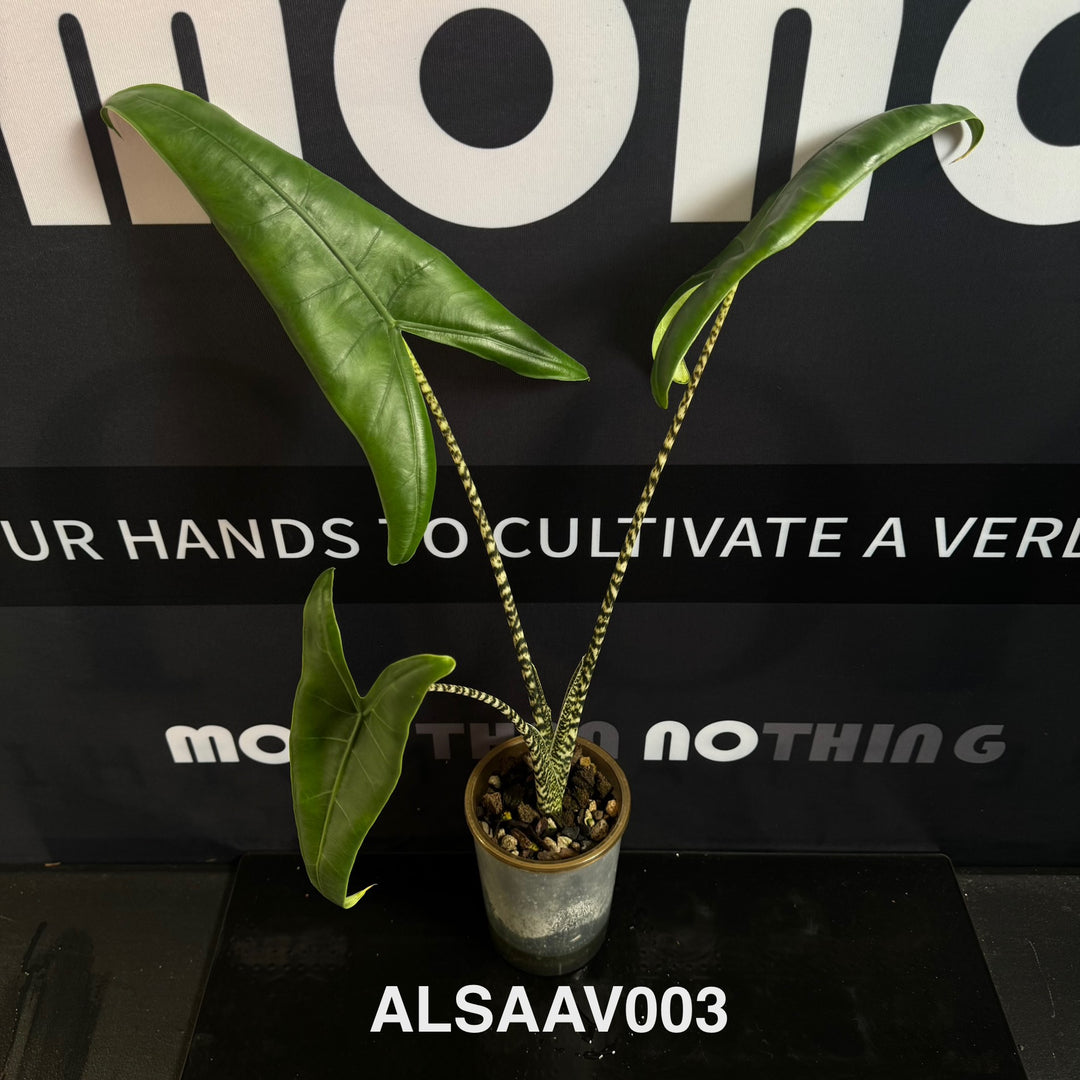 Alocasia 【Sarian】Albo Variegated【萨利安】 [ALSAAV]